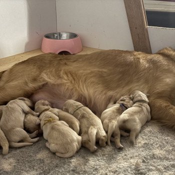 chiot Golden retriever Bloom Elevage des Bisous Fous