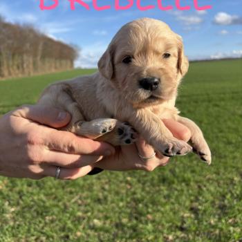chiot Golden retriever B’Rebelle Elevage des Bisous Fous