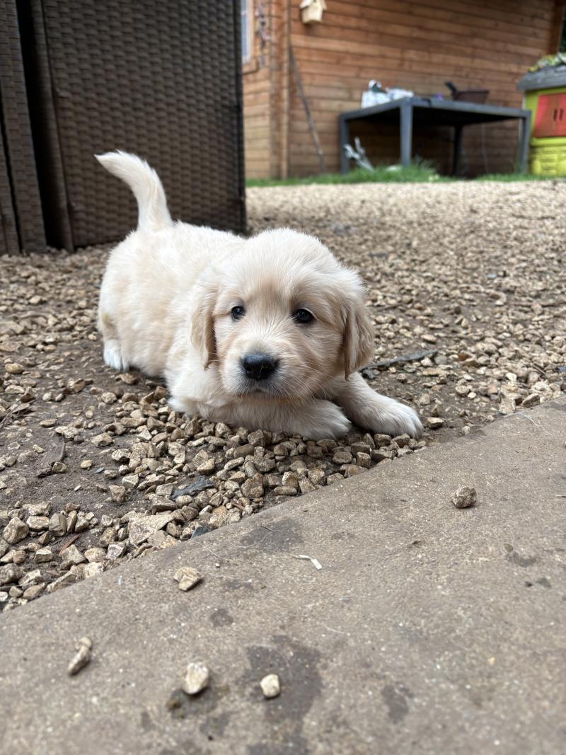 B’Rebelle Des Bisous Fous Femelle Golden retriever