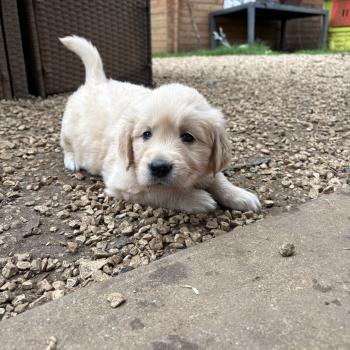 chiot Golden retriever B’Rebelle Elevage des Bisous Fous