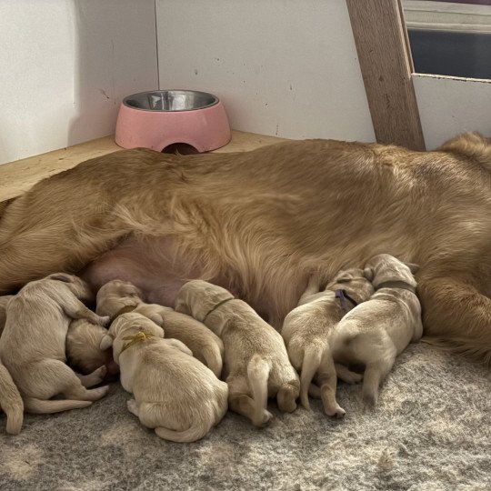 Buzz Des Bisous Fous Mâle Golden retriever