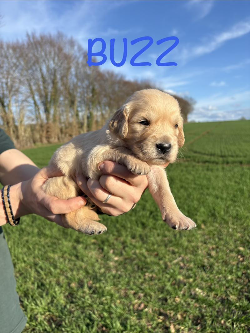 Buzz Des Bisous Fous Mâle Golden retriever