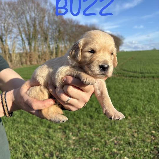 Buzz Des Bisous Fous Mâle Golden retriever