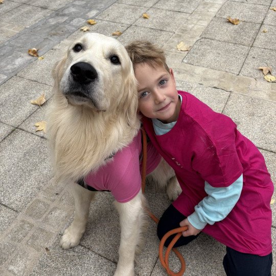 Tacos des poils et caresses Mâle Golden retriever