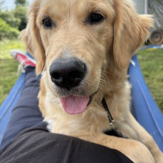 chien Golden retriever Fauve orangée V’hope Elevage des Bisous Fous