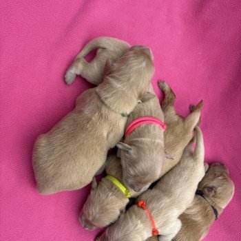 Chiot Golden retriever Sunshine ❤ Tacos 2025 Elevage des Bisous Fous Chiot Golden retriever Sunshine ❤ Tacos 2025 Elevage des Bisous Fous