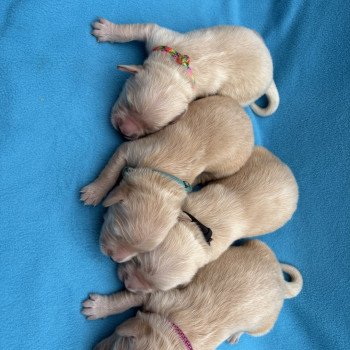 Chiot Golden retriever Sunshine ❤ Tacos 2025 Elevage des Bisous Fous Chiot Golden retriever Sunshine ❤ Tacos 2025 Elevage des Bisous Fous