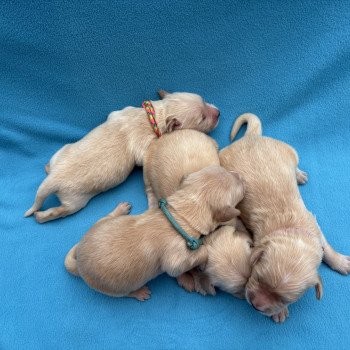 Chiot Golden retriever Sunshine ❤ Tacos 2025 Elevage des Bisous Fous Chiot Golden retriever Sunshine ❤ Tacos 2025 Elevage des Bisous Fous