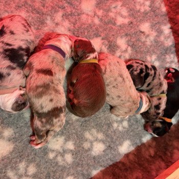 Chiot Berger australien Ushuaïa ❤ Shadow 2026 Elevage des Bisous Fous